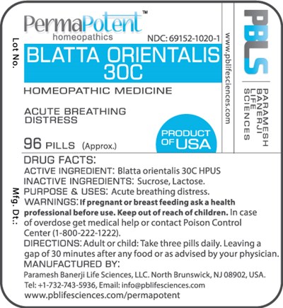 Blatta orientalis 30C.jpg Blatta orientalis 30C - Blatta orientalis 30C